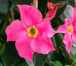 Dehner Terrassenpflanzen|Dipladenien - Dipladenie, Pyramide Pink