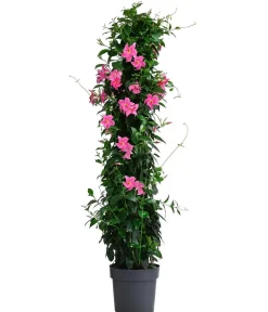 Dehner Terrassenpflanzen|Dipladenien - Dipladenie, Pyramide Pink