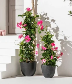 Dehner Terrassenpflanzen|Dipladenien > Dipladenie, Pyramide,