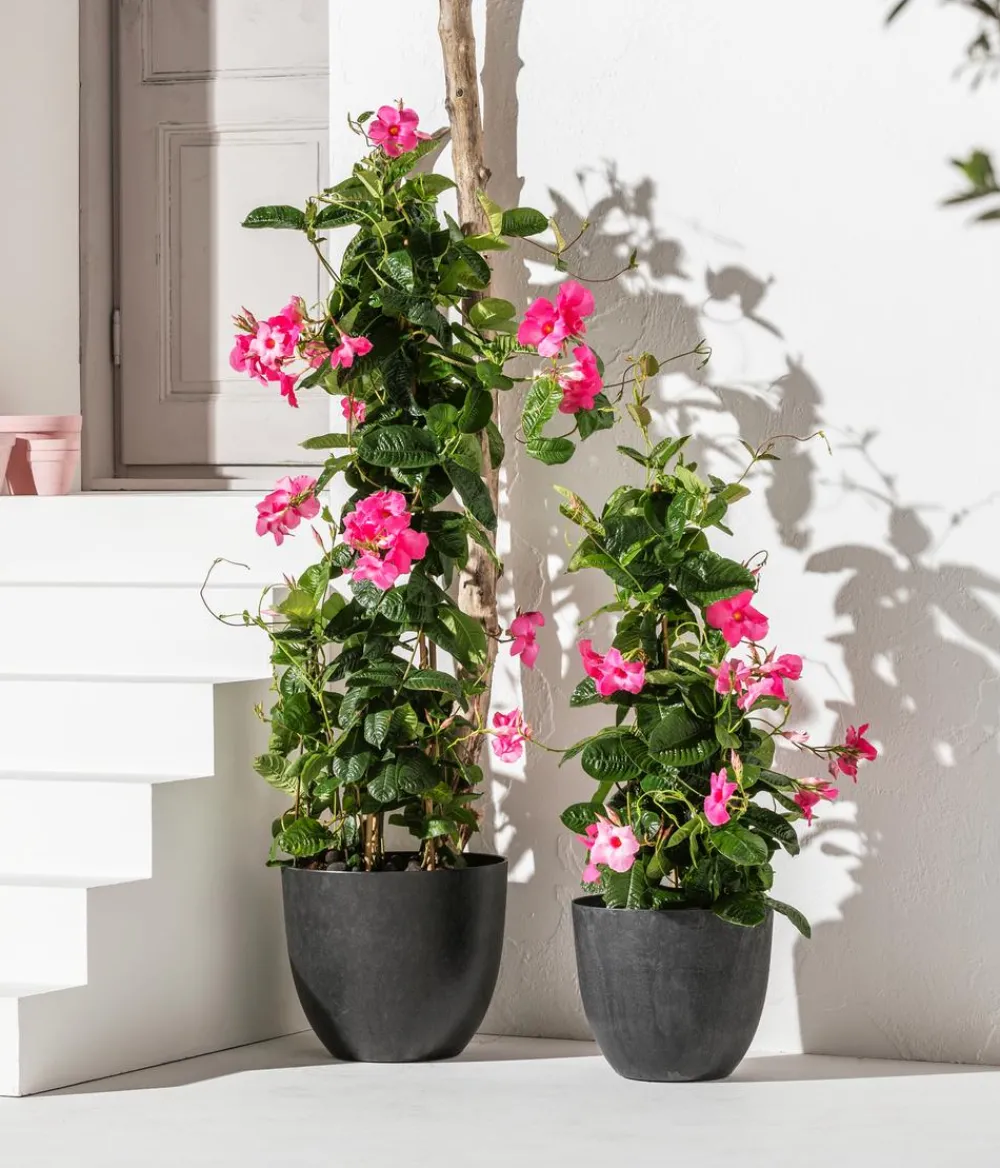 Dehner Dipladenie, Pyramide, Rosa Hot