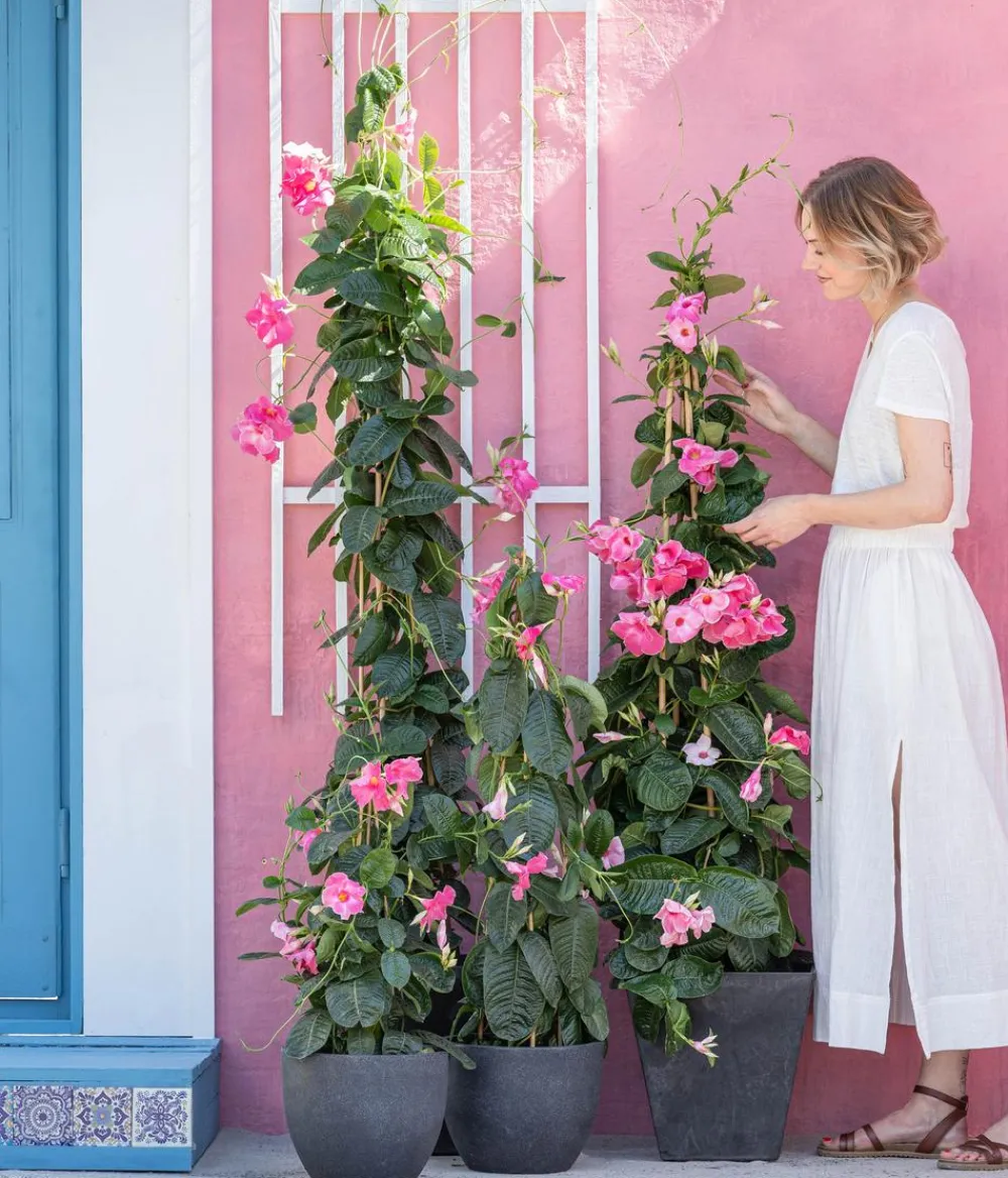 Dehner Dipladenie, Pyramide, Rosa Hot