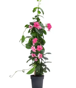 Dehner Dipladenie, Pyramide, Rosa Hot