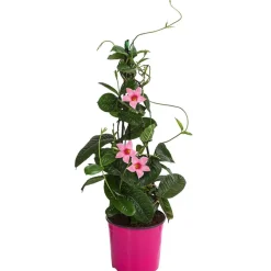 Dehner Terrassenpflanzen|Dipladenien - Dipladenie, Pyramide, Rosa