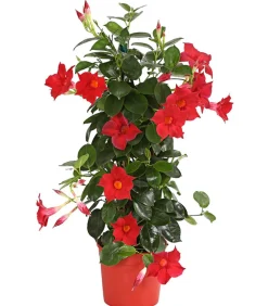 Dehner Terrassenpflanzen > Dipladenie, Pyramide, verschiedene Farben