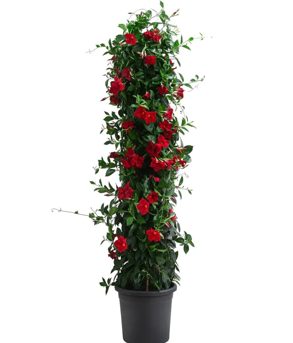 Dehner Terrassenpflanzen - Dipladenie, Pyramide, verschiedene Farben