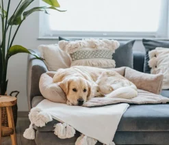 District70 Ditrict 70 Hundeofa Nuzze Taupe Online