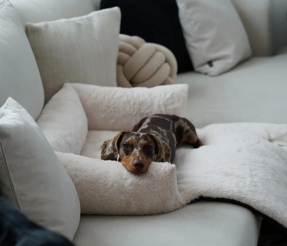District70 Mehr Hundeschlafplätze - Ditrict 70 Hundeofa Nuzze Beige