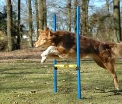 dobar® petlife Hundespielzeug - Agility Sprung-Set, 3-teilig