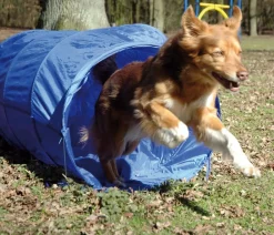 dobar® petlife Hundespielzeug - Agility Tunnel, ca. Ø60/L500 cm Blau