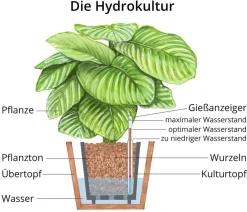 Dehner Drachenbaum & Yucca|Hydropflanzen > Drachenbaum - Dracaena compacta, Hydrokultur