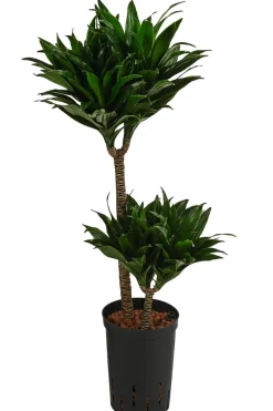 Dehner Drachenbaum & Yucca|Hydropflanzen > Drachenbaum - Dracaena compacta, Hydrokultur