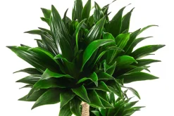 Dehner Drachenbaum - Dracaena compacta, Hydrokultur Dunkelgrün Discount