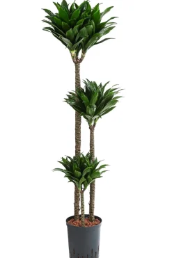 Dehner Drachenbaum - Dracaena compacta, Hydrokultur Dunkelgrün Discount