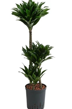 Dehner Drachenbaum & Yucca|Hydropflanzen - Drachenbaum - Dracaena compacta, Hydrokultur Dunkelgrün