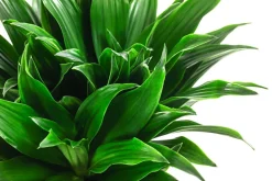 Dehner Drachenbaum & Yucca|Hydropflanzen - Drachenbaum - Dracaena compacta, Hydrokultur Dunkelgrün