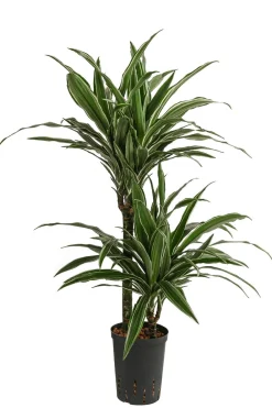 Dehner Hydropflanzen > Drachenbaum - Dracaena deremensis, Hydrokultur