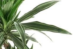 Dehner Hydropflanzen - Drachenbaum - Dracaena deremensis, Hydrokultur Dunkelgrün