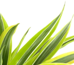Dehner Drachenbaum & Yucca|Grünpflanzen - Drachenbaum - Dracaena deremensis, verschiedene Sorten