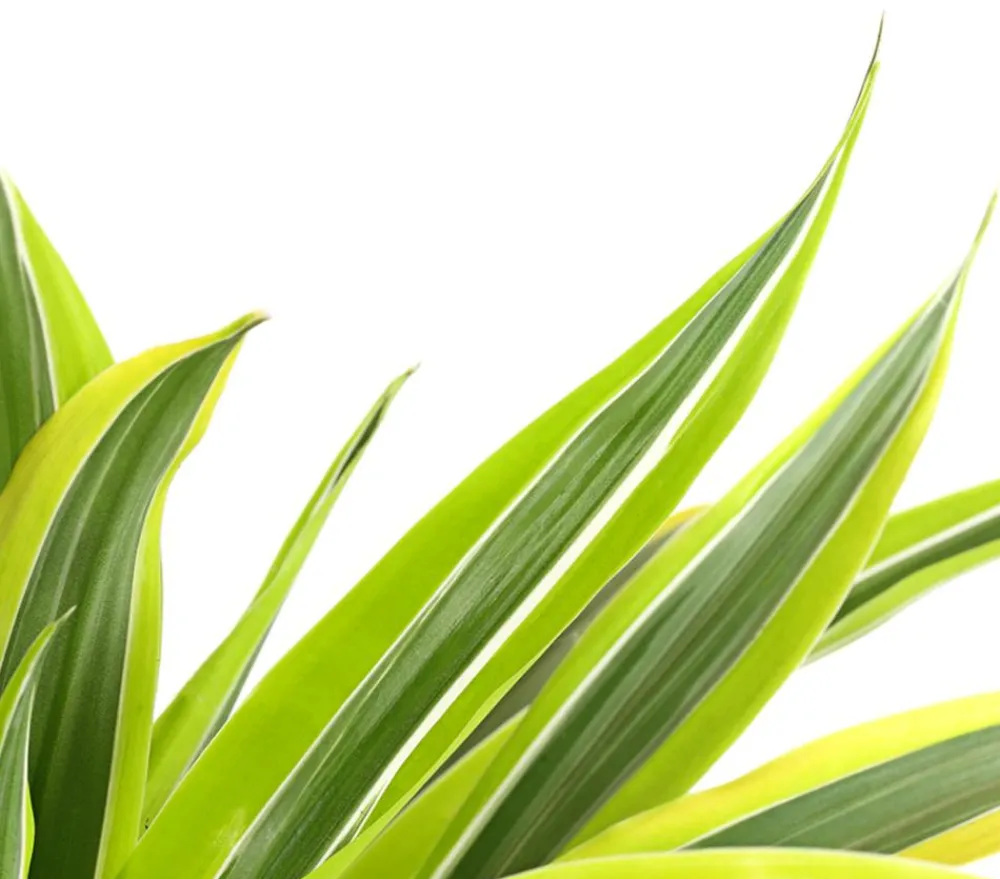 Dehner Drachenbaum & Yucca|Grünpflanzen - Drachenbaum - Dracaena deremensis, verschiedene Sorten