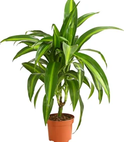 Dehner Drachenbaum & Yucca|Grünpflanzen - Drachenbaum - Dracaena deremensis, verschiedene Sorten