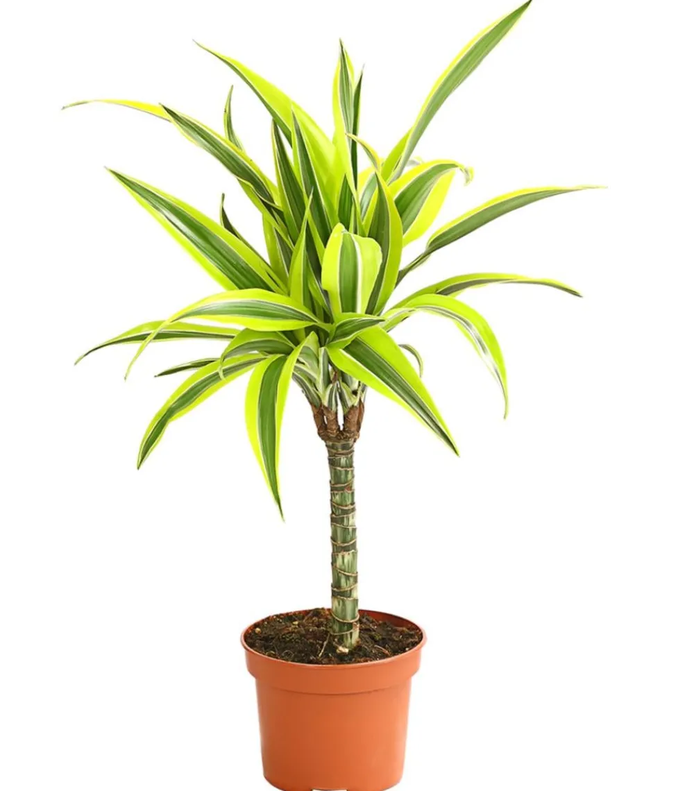 Dehner Drachenbaum & Yucca|Grünpflanzen - Drachenbaum - Dracaena deremensis, verschiedene Sorten