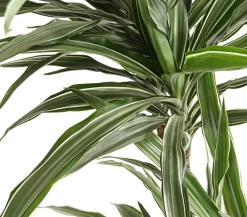 Dehner Drachenbaum & Yucca|Grünpflanzen - Drachenbaum - Dracaena deremensis, verschiedene Sorten