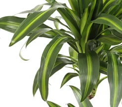 Dehner Drachenbaum & Yucca|Grünpflanzen - Drachenbaum - Dracaena deremensis, verschiedene Sorten