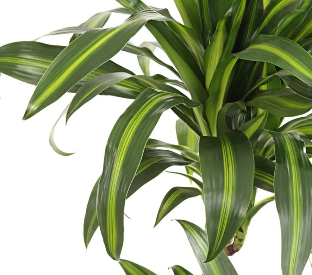 Dehner Drachenbaum & Yucca|Grünpflanzen - Drachenbaum - Dracaena deremensis, verschiedene Sorten