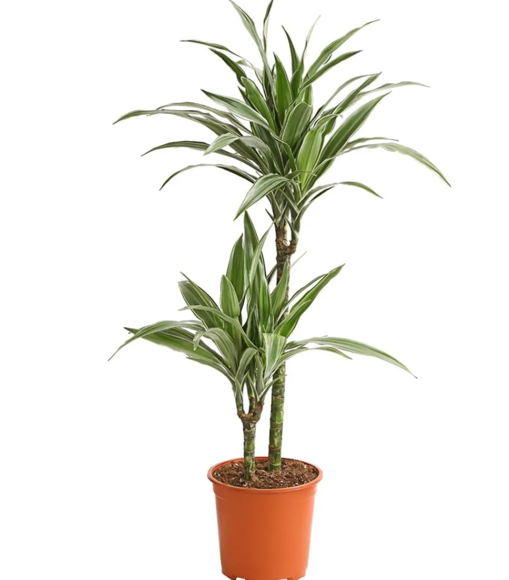 Dehner Drachenbaum & Yucca|Zimmerpalmen > Drachenbaum - Dracaena deremensis 'White Stripe'