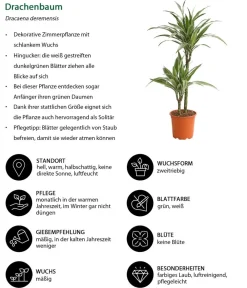 Dehner Drachenbaum & Yucca|Zimmerpalmen > Drachenbaum - Dracaena deremensis 'White Stripe'