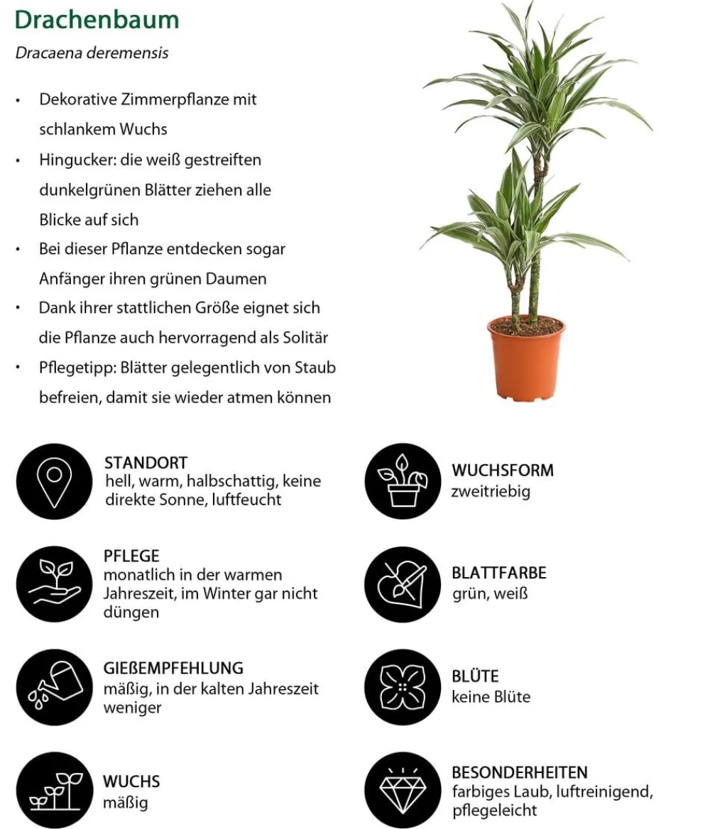Dehner Drachenbaum & Yucca|Zimmerpalmen > Drachenbaum - Dracaena deremensis 'White Stripe'