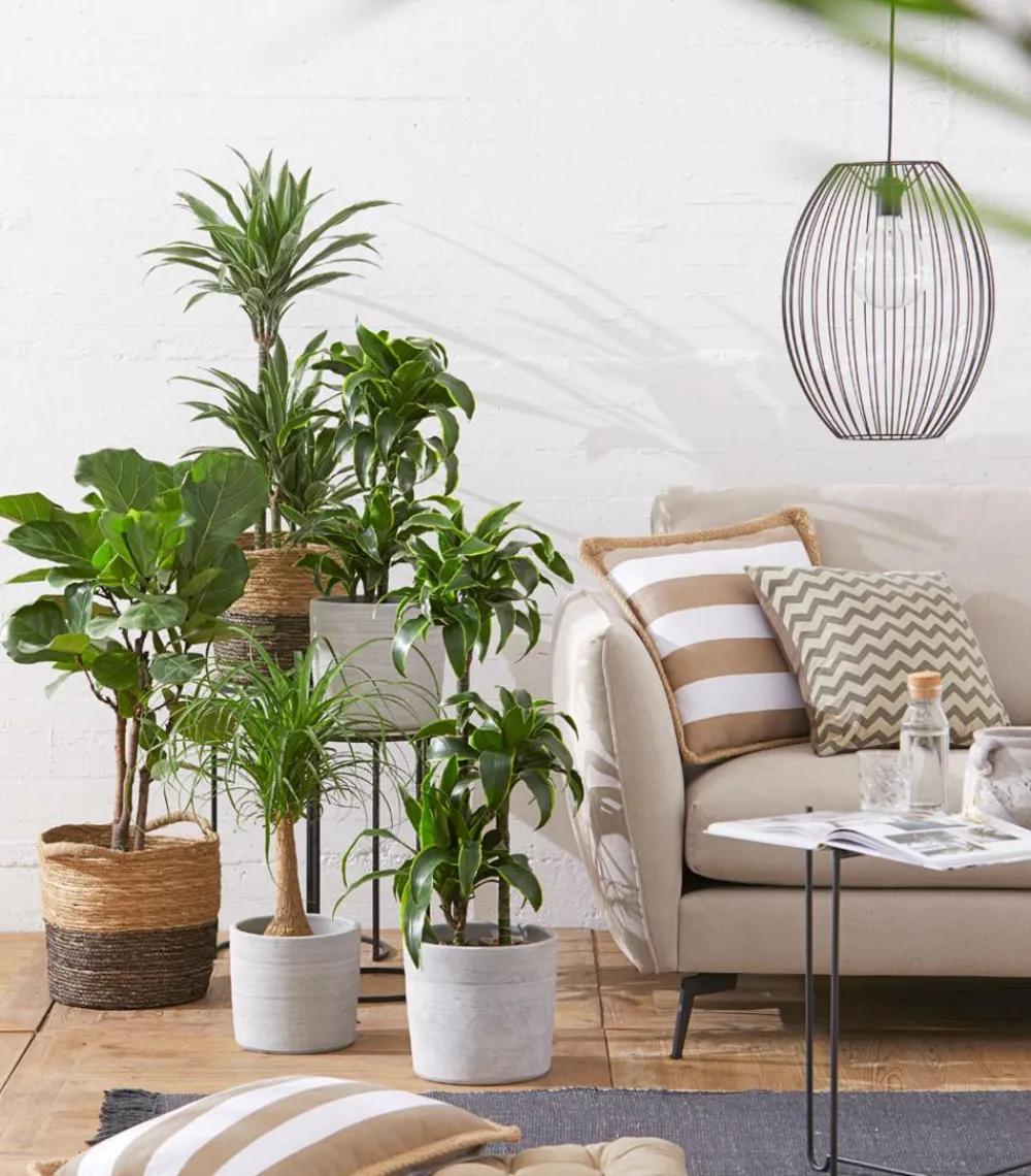 Dehner Drachenbaum & Yucca|Zimmerpalmen > Drachenbaum - Dracaena deremensis 'White Stripe'