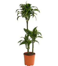 Dehner Drachenbaum & Yucca|Zimmerpalmen > Drachenbaum - Dracaena deremensis 'Dorado'