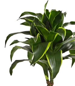 Dehner Drachenbaum & Yucca|Zimmerpalmen > Drachenbaum - Dracaena deremensis 'Dorado'