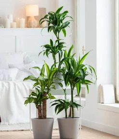 Dehner Drachenbaum & Yucca|Zimmerpalmen > Drachenbaum - Dracaena deremensis 'Dorado'