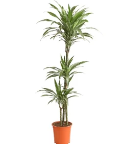 Dehner Drachenbaum - Dracaena deremensis 'White Stripe' Clearance