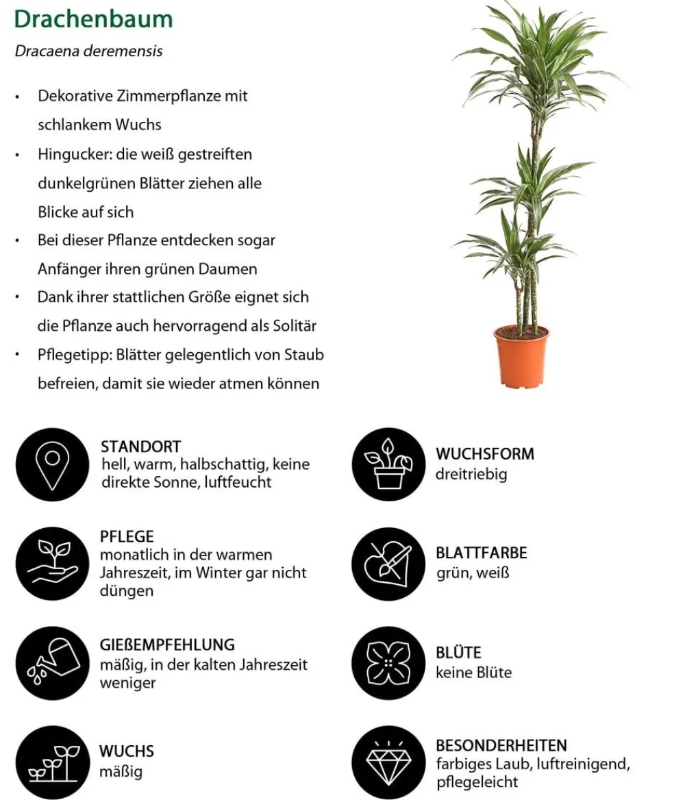 Dehner Drachenbaum - Dracaena deremensis 'White Stripe' Clearance
