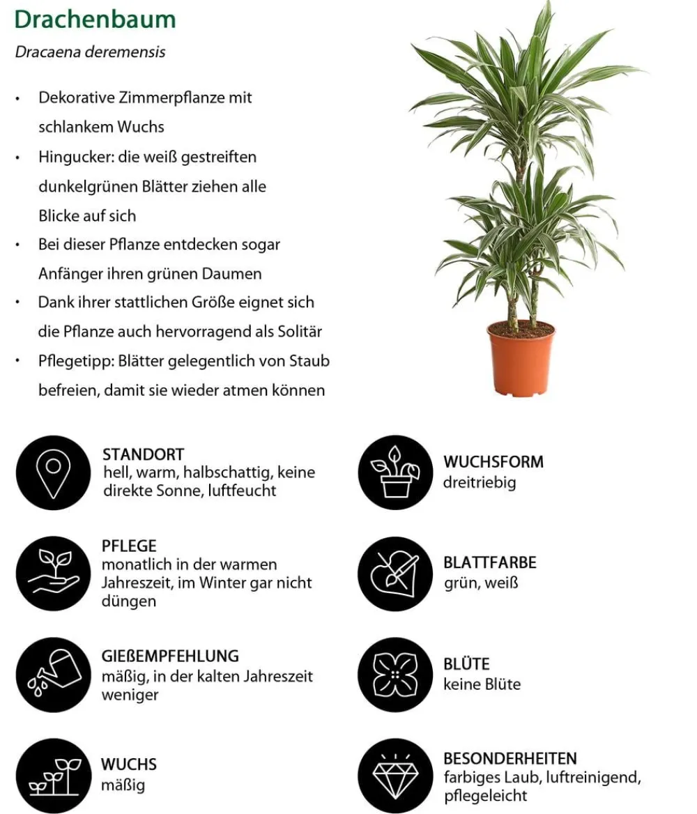 Dehner Drachenbaum & Yucca|Zimmerpalmen - Drachenbaum - Dracaena deremensis 'White Stripe'