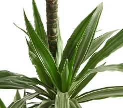 Dehner Drachenbaum & Yucca|Zimmerpalmen - Drachenbaum - Dracaena deremensis 'White Stripe'
