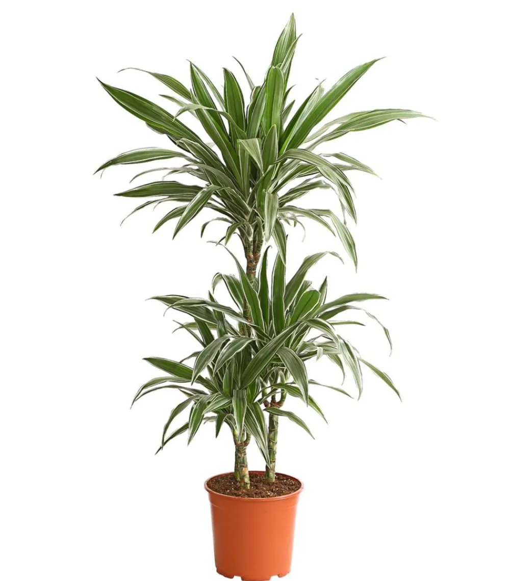 Dehner Drachenbaum & Yucca|Zimmerpalmen - Drachenbaum - Dracaena deremensis 'White Stripe'