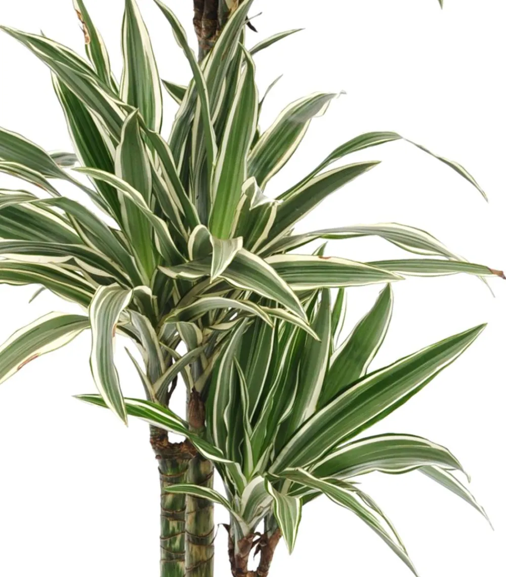 Dehner Drachenbaum & Yucca|Zimmerpalmen - Drachenbaum - Dracaena deremensis 'White Stripe'