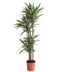 Dehner Drachenbaum & Yucca|Zimmerpalmen - Drachenbaum - Dracaena deremensis 'White Stripe'