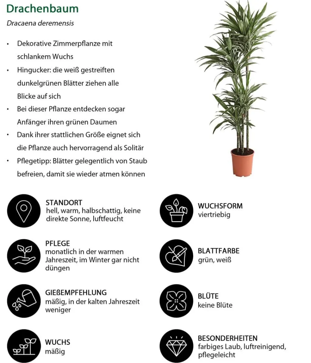 Dehner Drachenbaum & Yucca|Zimmerpalmen - Drachenbaum - Dracaena deremensis 'White Stripe'