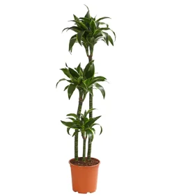 Dehner Drachenbaum - Dracaena deremensis 'Dorado' New
