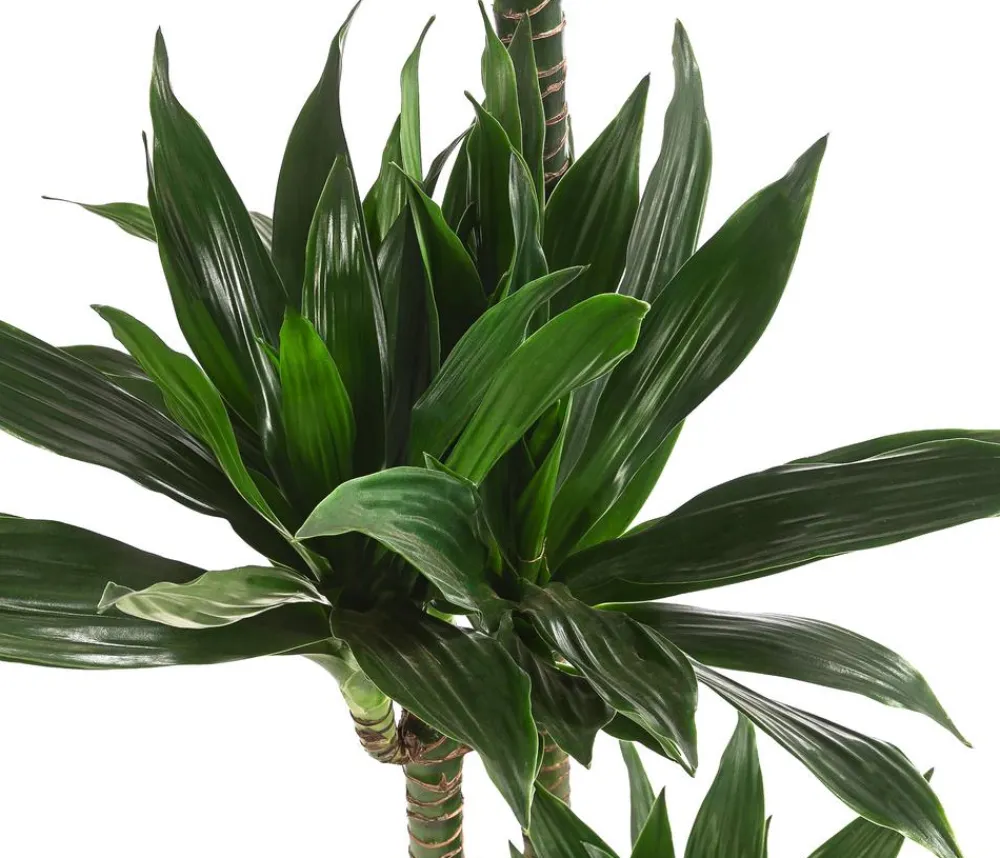 Dehner Drachenbaum - Dracaena deremensis compacta Dunkelgrün