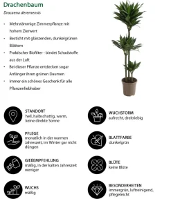 Dehner Drachenbaum - Dracaena deremensis compacta Dunkelgrün