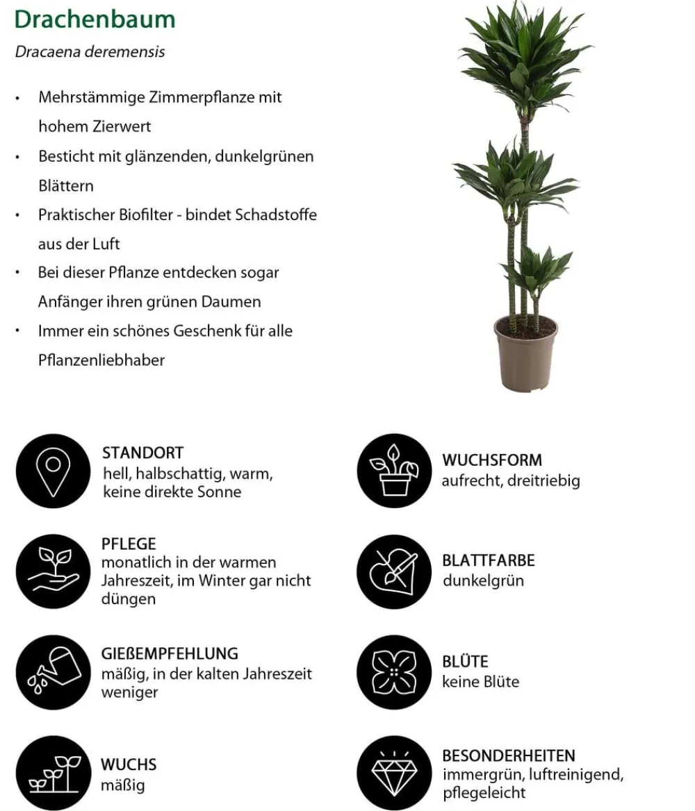 Dehner Drachenbaum - Dracaena deremensis compacta Dunkelgrün