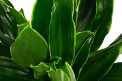 Dehner Drachenbaum & Yucca|Hydropflanzen > Drachenbaum - Dracaena fragrans 'Arturo', Hydrokultur