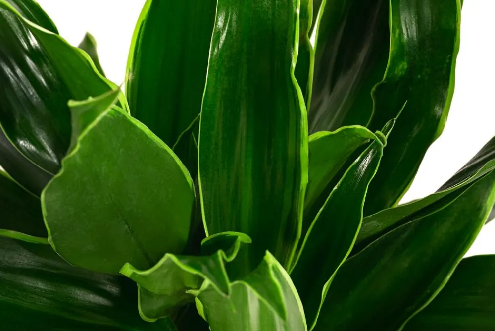 Dehner Drachenbaum & Yucca|Hydropflanzen > Drachenbaum - Dracaena fragrans 'Arturo', Hydrokultur