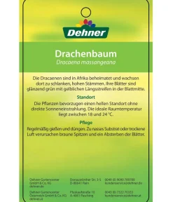 Dehner Drachenbaum - Dracaena fragrans 'Massangeana', Karussell Discount